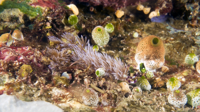 Pteraeolidia ianthina BlueDragon2 DMS Pteraeolidia ianthina BlueDragon2 DMS