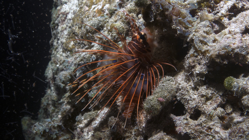 Pterios antennata SpotfinLionfish Juvenile DMS