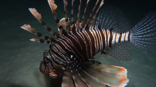 Pterois miles Devil firefish DMS