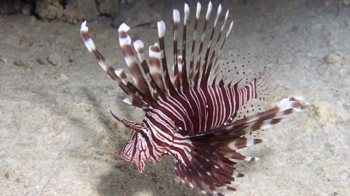 Pterois miles Devil firefish2 DMS