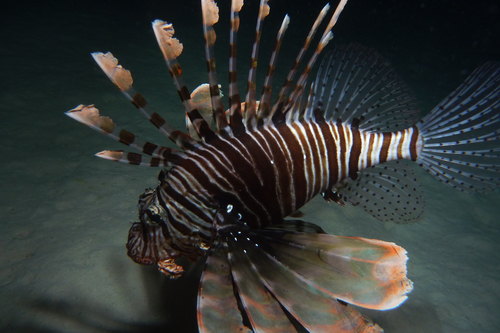 Red lionfish Pterois volitans DMS