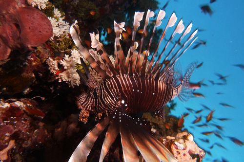 Red lionfish Pterois volitans1 DMS