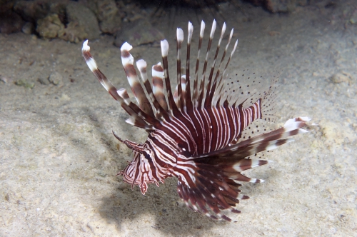 Red lionfish Pterois volitans2 DMS