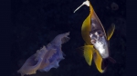 Red Sea Bannerfish Heniochus intermedius5 DMS