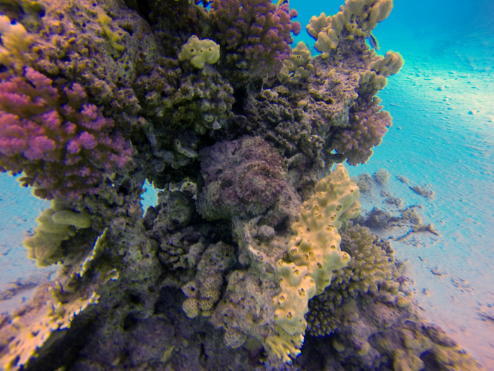 Reef stonefish Synanceia verrcosa DMS
