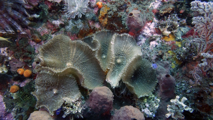 Rhodactis inchoata DMS Rhodactis inchoata DMS
