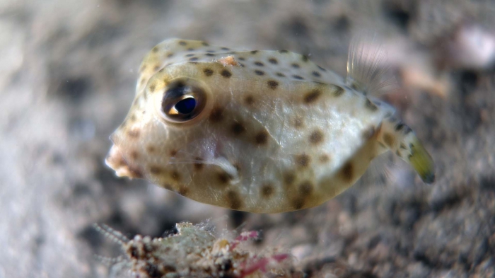 Rhynchostracion nasus ShortnoseBoxfishJuvenile DMS Rhynchostracion nasus ShortnoseBoxfishJuvenile DMS