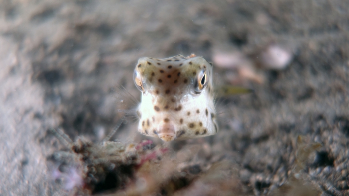 Rhynchostracion nasus ShortnoseBoxfishJuvenile1 DMS Rhynchostracion nasus ShortnoseBoxfishJuvenile1 DMS