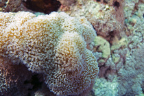 Sarcophyton ehrenbergi Long polyp toadstool coral DMS