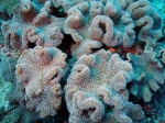 Sarcophyton ehrenbergi Long polyp toadstool coral2 DMS