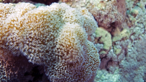 Sarcophyton ehrenbergi Long polyp toadstool coral DMS