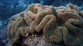 Anthozoa