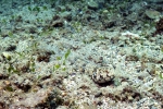 Aulopiformes
