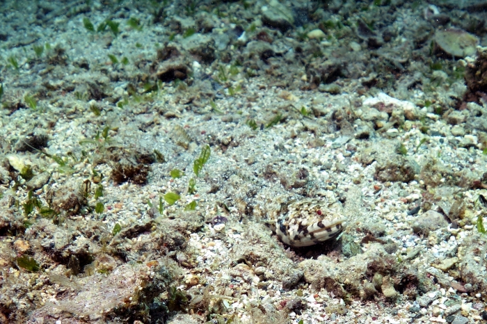 Saurida variegatus Variegated lizardfish DMS