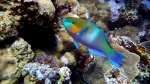 Scarus ferrugineus Rusty Parrotfish DMS