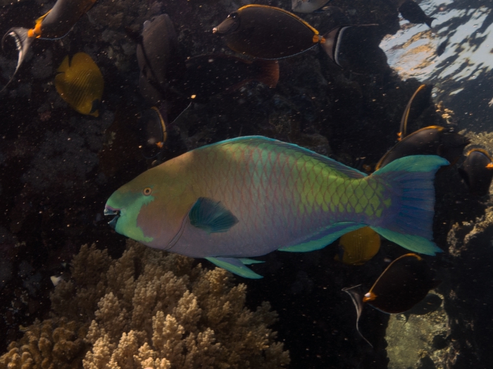 Scarus ferrugineus Rusty Parrotfish1 DMS