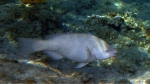 Scarus flavipectoralis Yellowfin parrotfish DMS