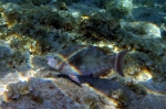 Scarus flavipectoralis Yellowfin parrotfish1 DMS