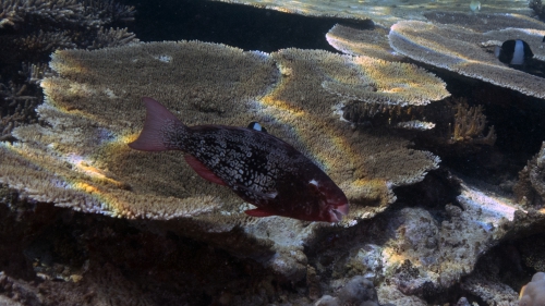 Scarus robroviolaceus EmberParrotfish3 DMS