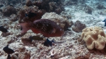 Scarus rubroviolaceus EmberParrotfish DMS