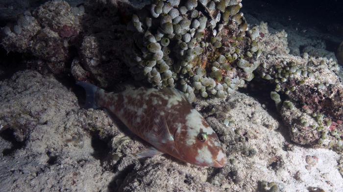 Scarus rubroviolaceus EmberParrotfish1 DMS