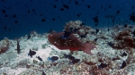 Scarus rubroviolaceus EmberParrotfish2 DMS