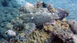 Scorpaena oxycephala SmallScaleScorpionfish DMS