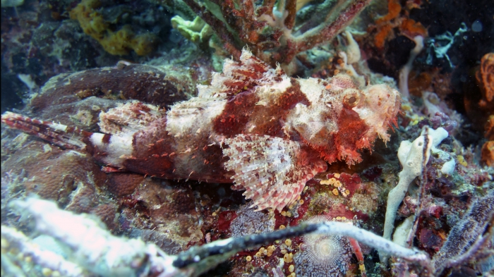 Scorpaena oxycephala SmallScaleScorpionfish1 DMS Scorpaena oxycephala SmallScaleScorpionfish1 DMS