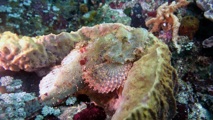 Scorpaena oxycephala SmallScaleScorpionfish2 DMS