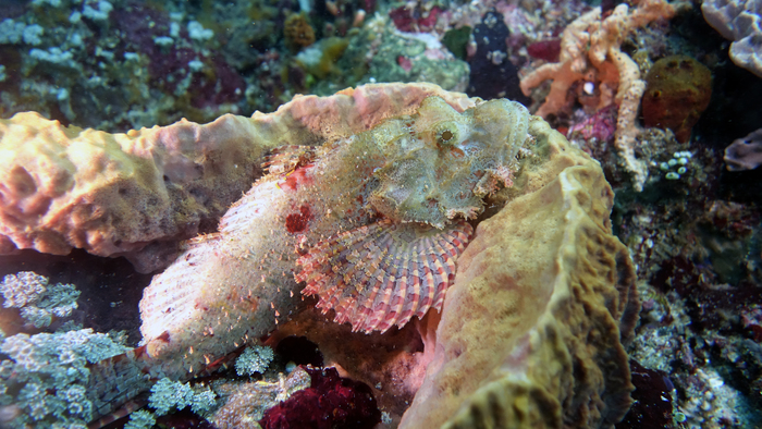 Scorpaena oxycephala SmallScaleScorpionfish2 DMS Scorpaena oxycephala SmallScaleScorpionfish2 DMS