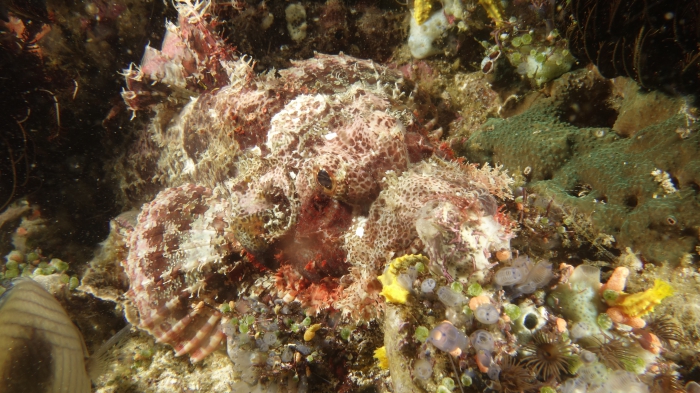 Scorpaena oxycephala SmallScaleScorpionfish3 DMS Scorpaena oxycephala SmallScaleScorpionfish3 DMS