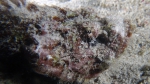 Scorpaenopsis diabilus DevilScorpionfish INTERMEDIATE DMS