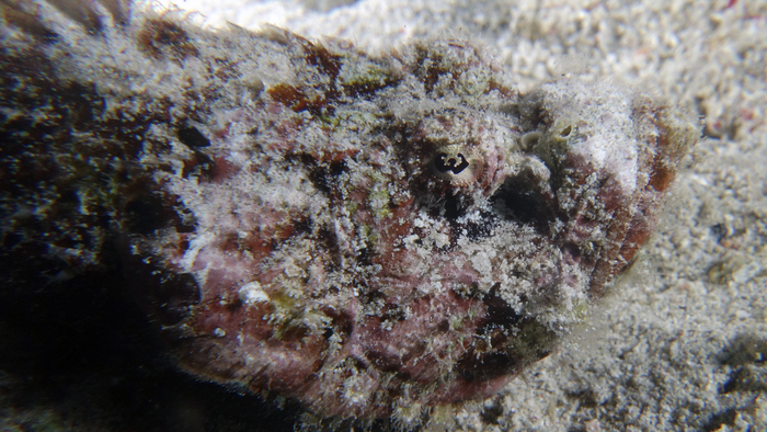 Scorpaenopsis diabilus DevilScorpionfish INTERMEDIATE DMS Scorpaenopsis diabilus DevilScorpionfish INTERMEDIATE DMS
