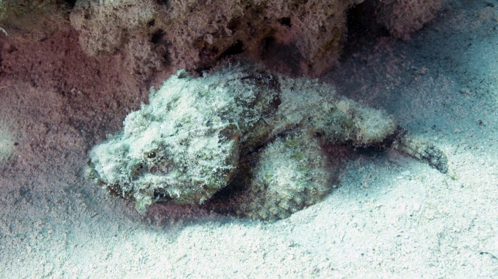 Scorpaenopsis diabolus Devil scorpionfish1 DMS Scorpaenopsis diabolus Devil scorpionfish1 DMS