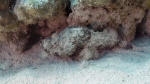 Scorpaenopsis diabolus Devil scorpionfish2 DMS