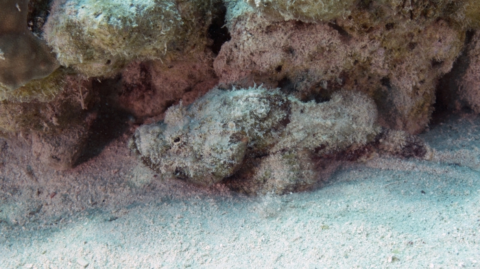 Scorpaenopsis diabolus Devil scorpionfish2 DMS Scorpaenopsis diabolus Devil scorpionfish2 DMS