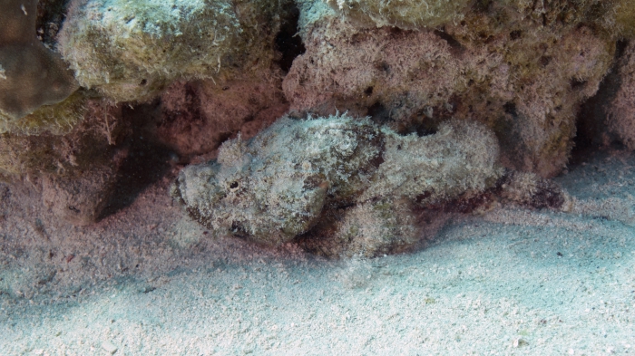 Scorpaenopsis diabolus Devil scorpionfish2 DMS