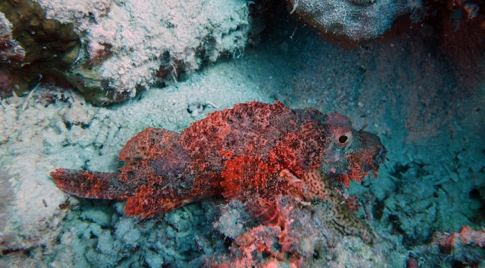 Scorpaenopsis oxycephala Tassled scorpionfish DMS Scorpaenopsis oxycephala Tassled scorpionfish DMS