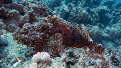 Scorpaenopsis oxycephala Tassled scorpionfish1 DMS