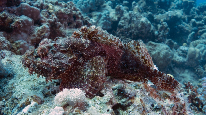 Scorpaenopsis oxycephala Tassled scorpionfish1 DMS Scorpaenopsis oxycephala Tassled scorpionfish1 DMS