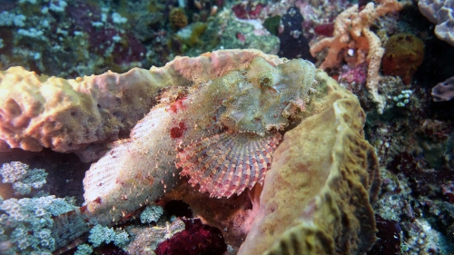 Scorpaenopsis oxycephala Tassled scorpionfish2 DMS