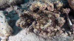 Scorpaenopsis possi ReefScorpionfish DMS