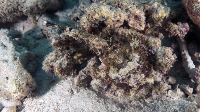 Scorpaenopsis possi ReefScorpionfish DMS Scorpaenopsis possi ReefScorpionfish DMS