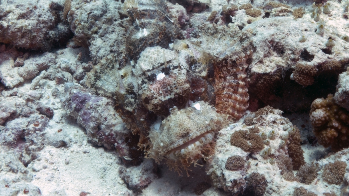 Scorpaenopsis possi ReefScorpionfish1 DMS