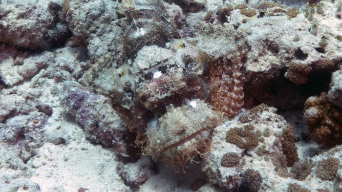 Scorpaenopsis possi ReefScorpionfish1 DMS Scorpaenopsis possi ReefScorpionfish1 DMS
