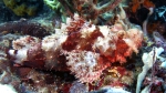 Scorpaenopsis possi ReefScorpionfish3 DMS