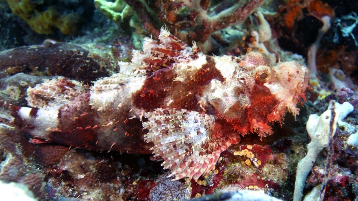 Scorpaenopsis possi ReefScorpionfish3 DMS Scorpaenopsis possi ReefScorpionfish3 DMS