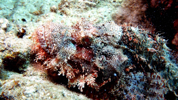 Scorpaenopsis possi ReefScorpionfish6 DMS Scorpaenopsis possi ReefScorpionfish6 DMS