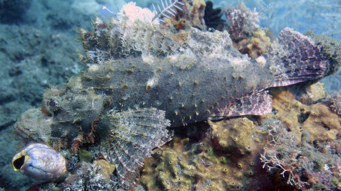 Scorpaenopsis possi ReefScorpionfish8 DMS