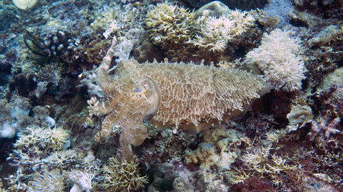 Sepia latimanus BroadclubCuttlefish DMS